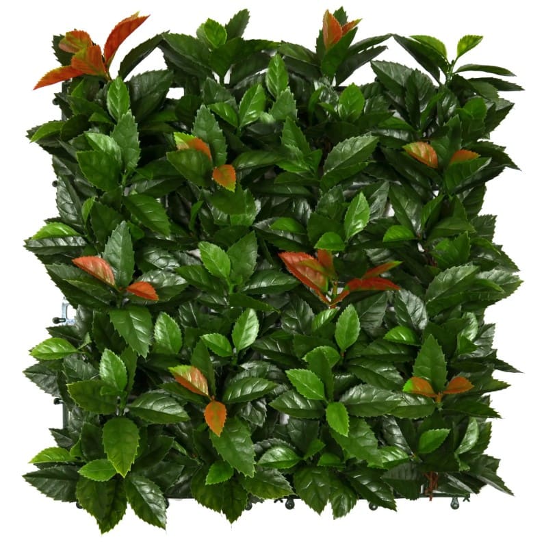 Photinia