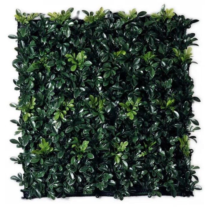 Siepe di Buxus