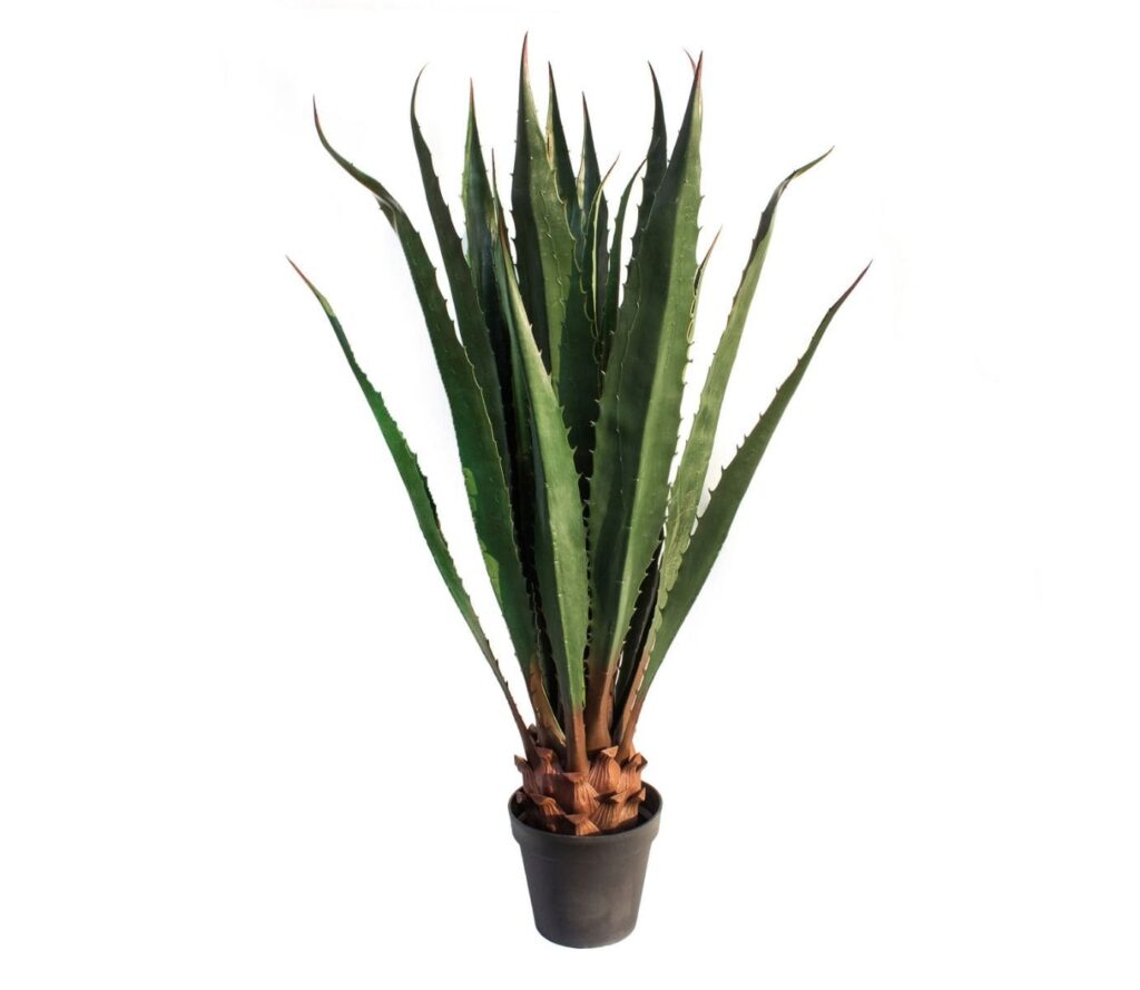 Agave lunga