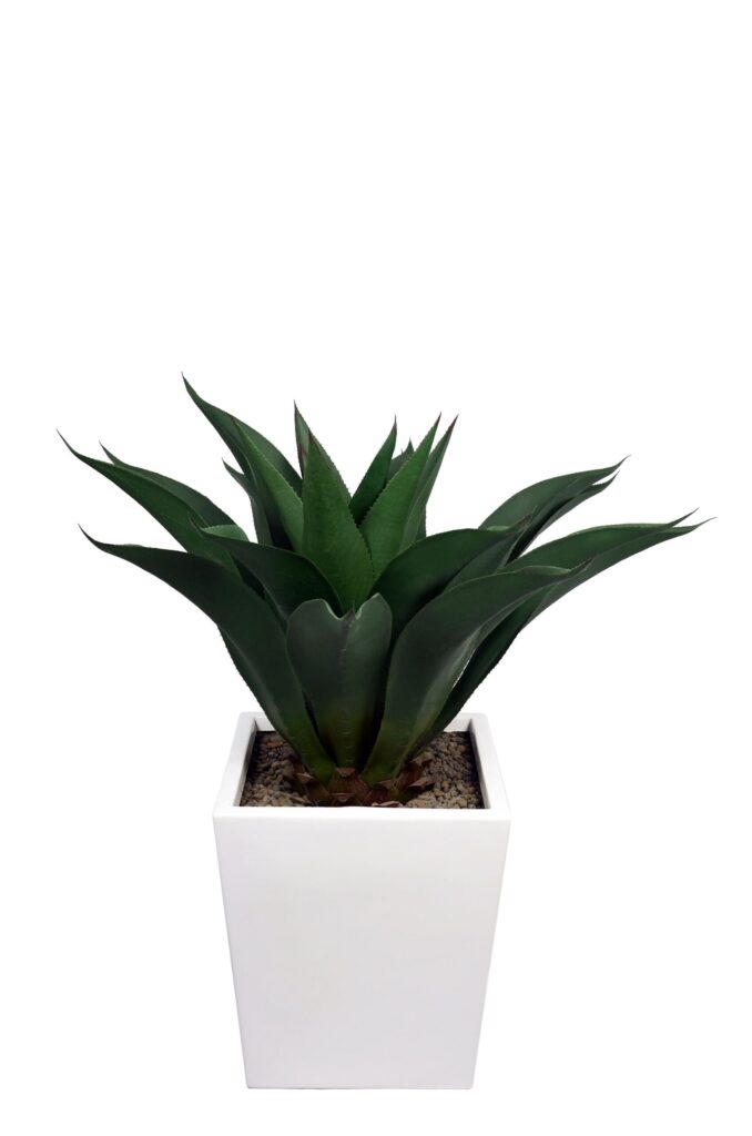 Agave corta