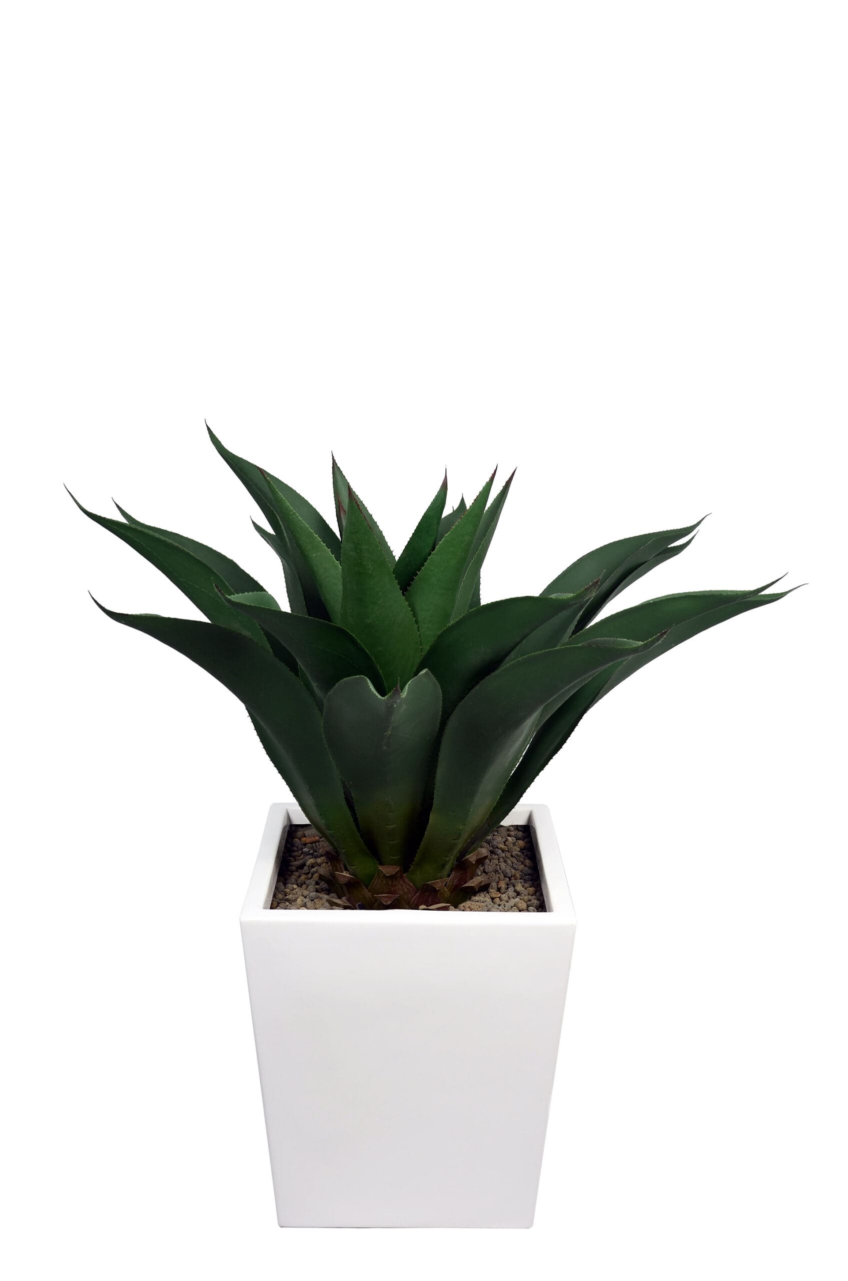 Agave corta