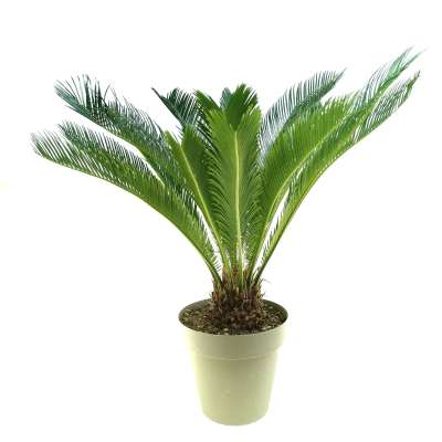 Chycas revoluta