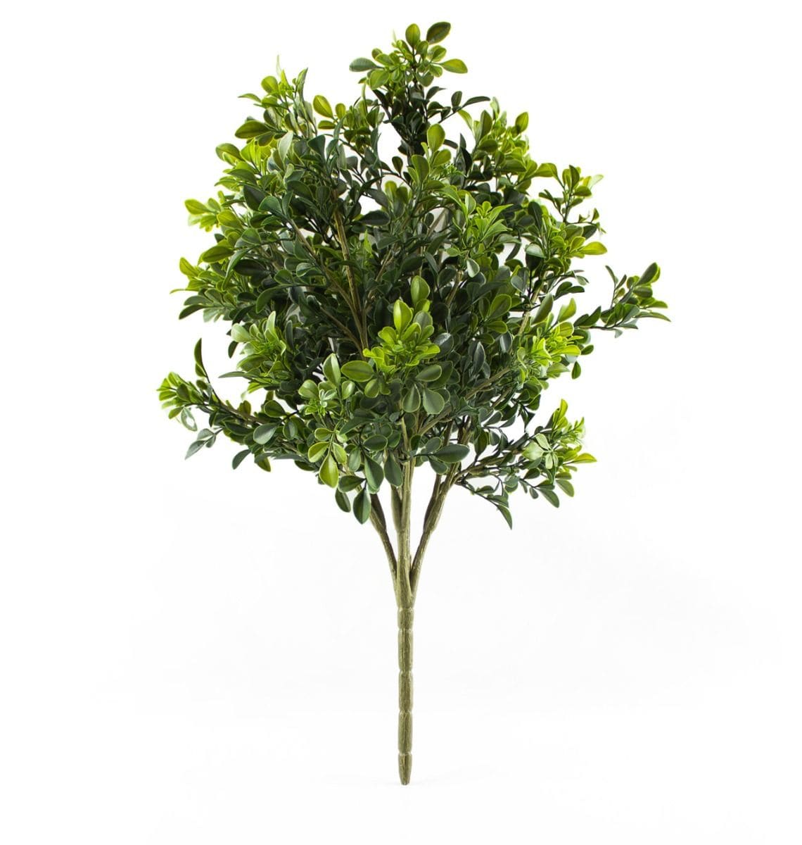 Buxus 3D