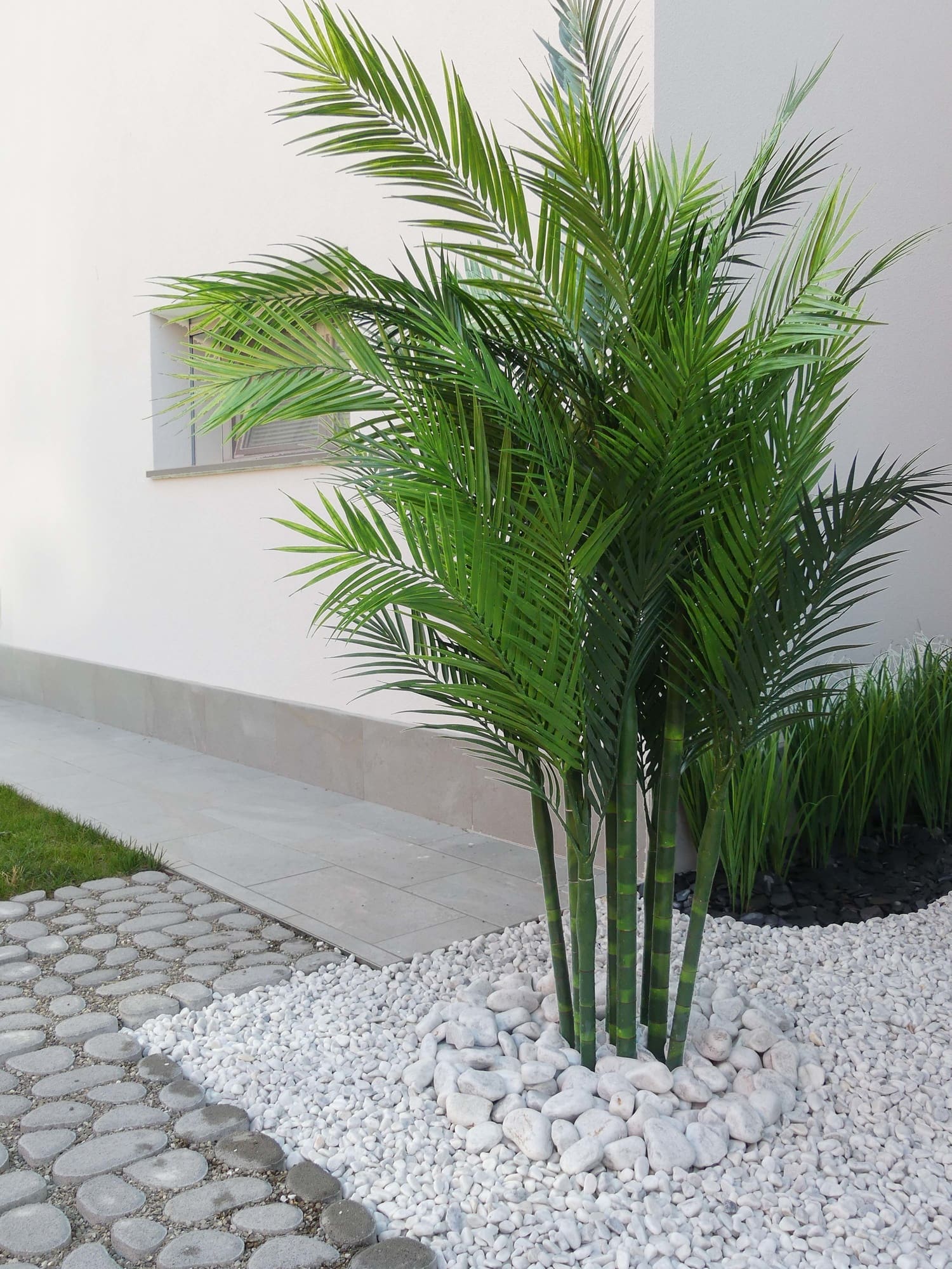 Areca Palm