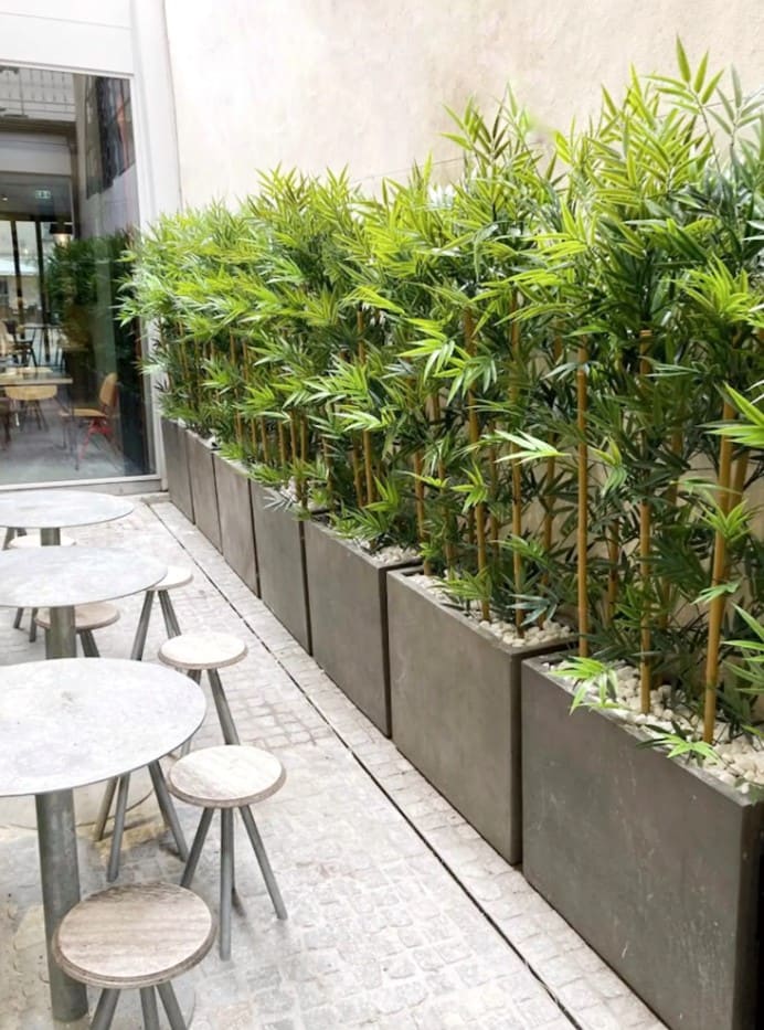 Bamboo