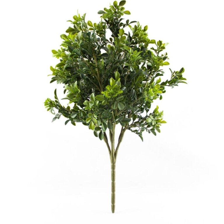 Buxus 3D