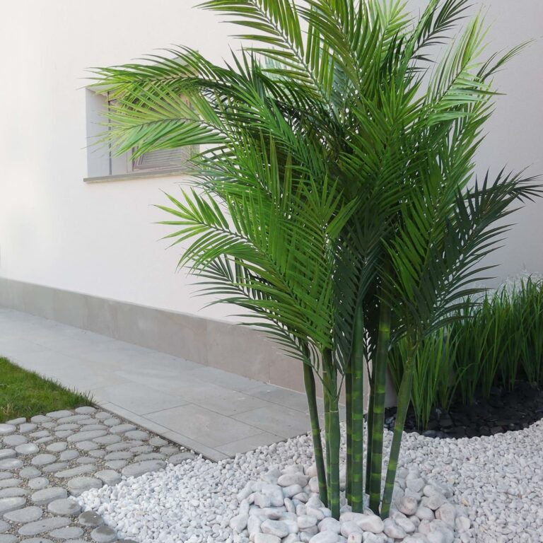 Areca Palm