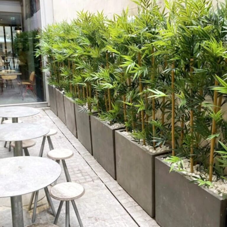 Bamboo